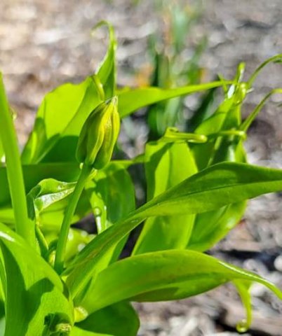 Gloriosa superba bud pointing up